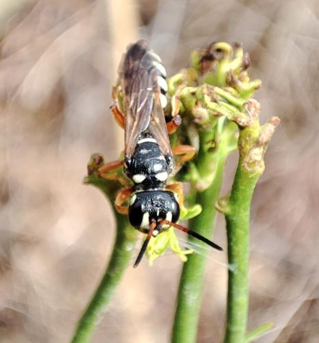 Cerceris interrupta